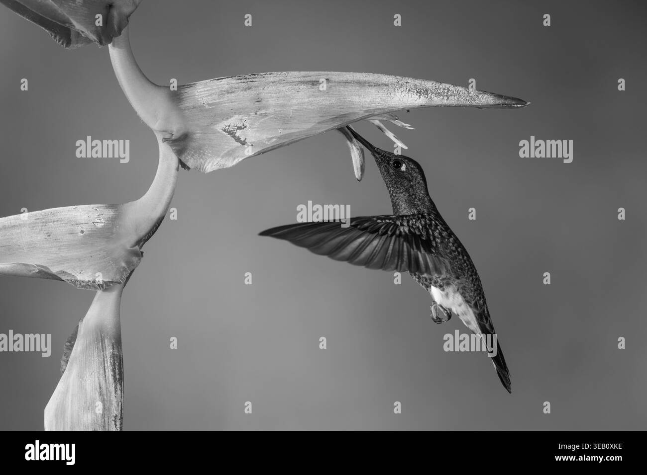 il coronetto monoscocca si nutre sotto heliconia Foto Stock