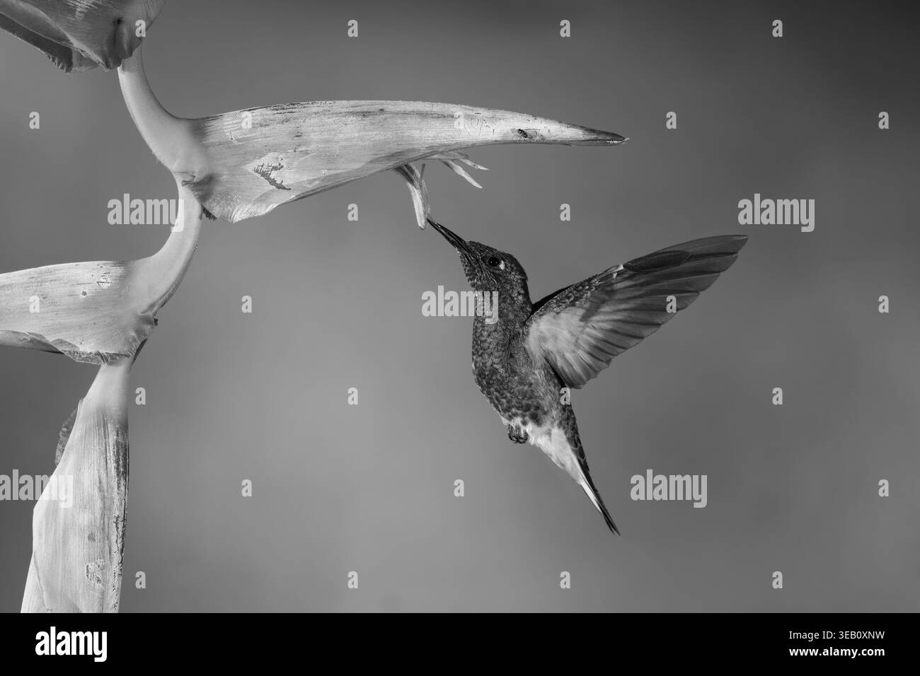 il coronetto monobuff si alza dall'heliconia Foto Stock