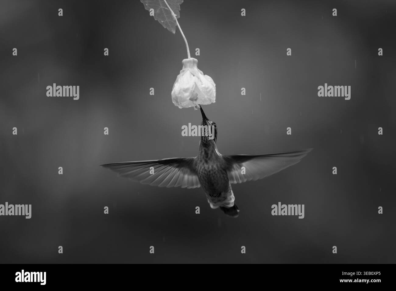 Un viola mono marrone che beve da un fiore giallo Foto Stock