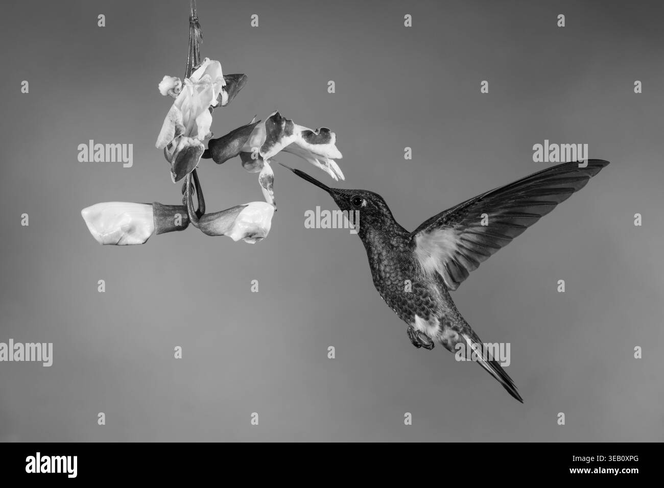 coronet monobuff-tailed nutrito dalla tromba Mysore Foto Stock