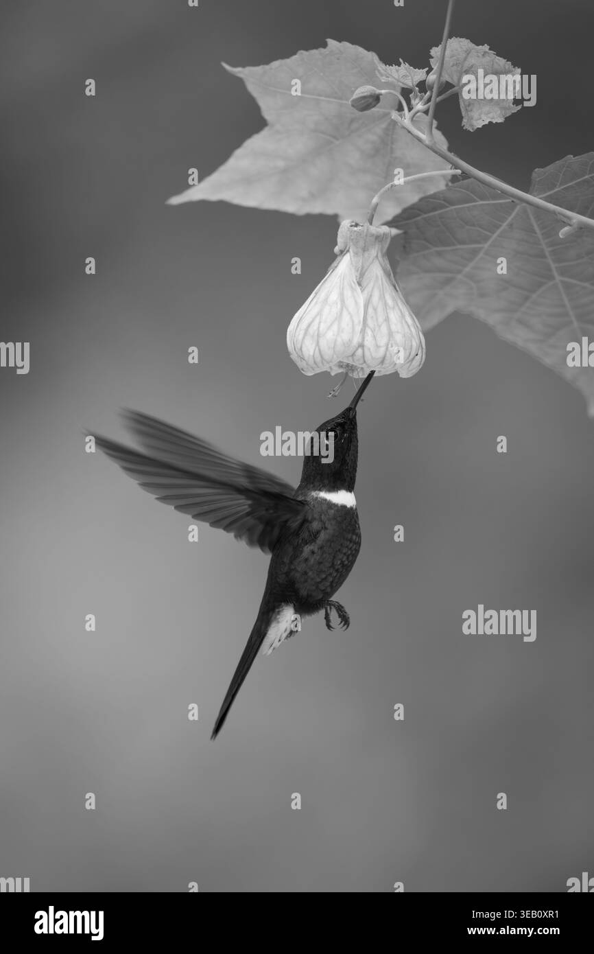 l'inca con collo mono si libra sotto i fiori Foto Stock