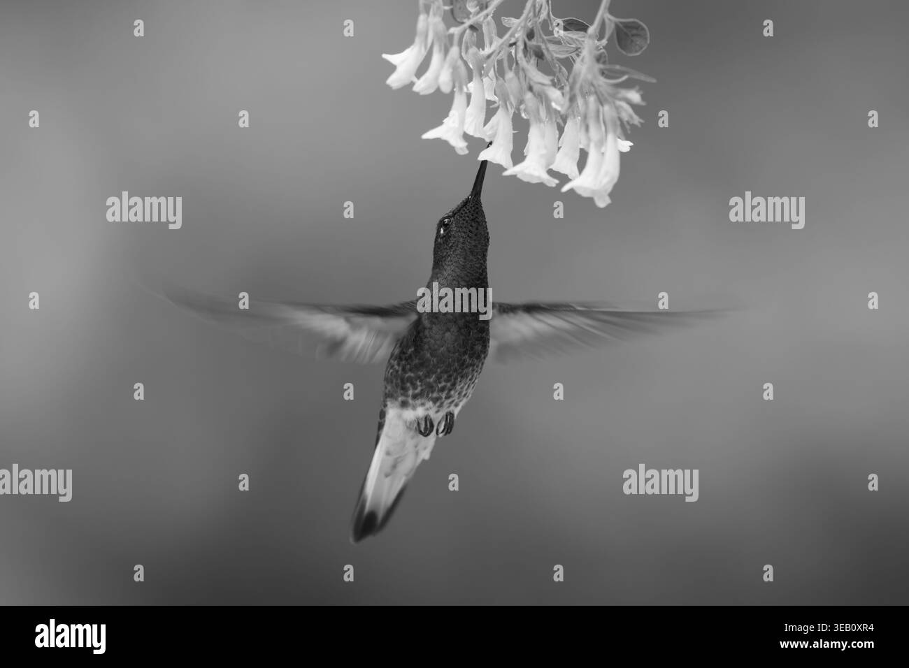 Beve brillanti monopappe sotto il fiore giallo Foto Stock