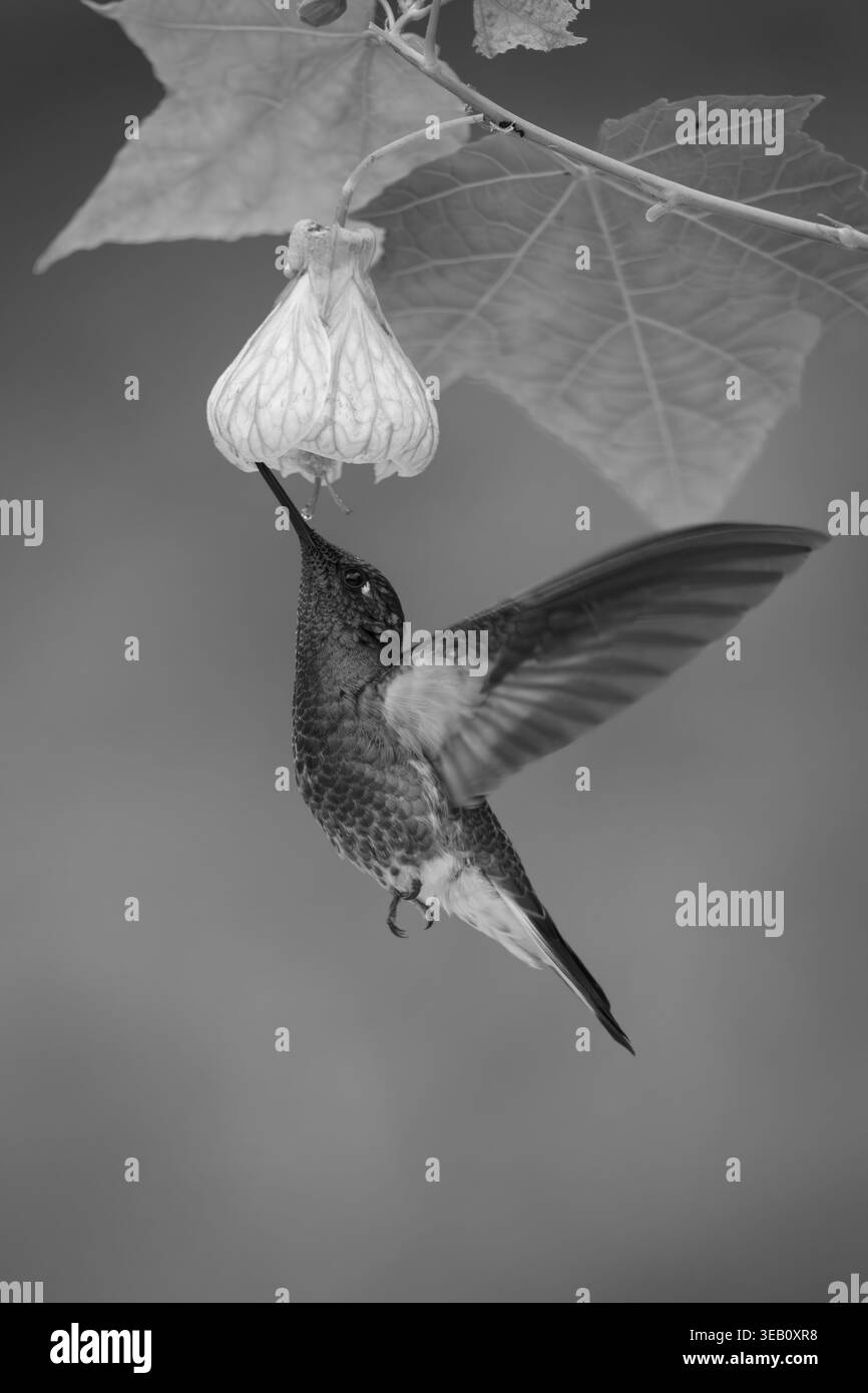 Bibita brillante con petto bianco dal fiore arancio-rosa Foto Stock