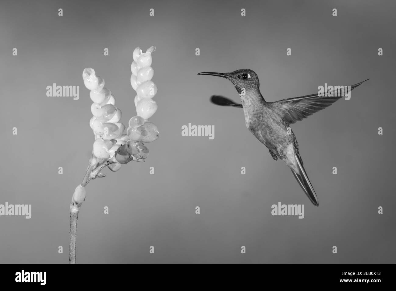 Brillanti ali monopetto in bianco e nero che si spalmano vicino al fiore Foto Stock