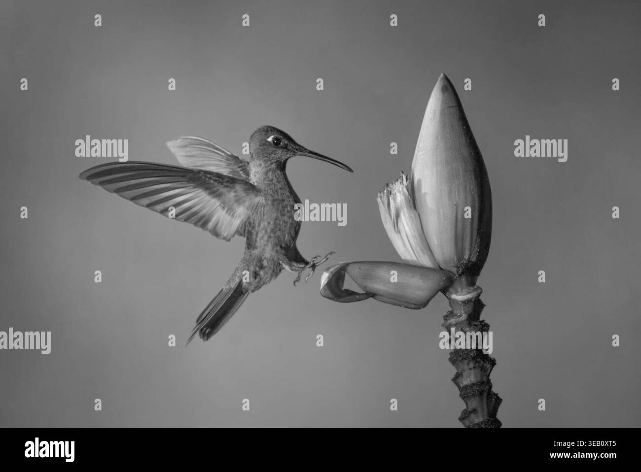 Un petto bianco e nero brillante sbarca su un fiore di banana Foto Stock