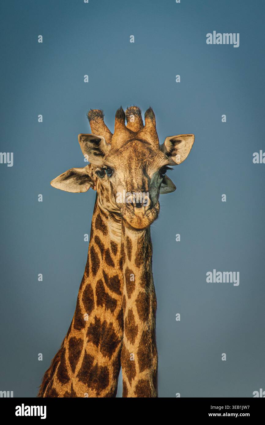 le giraffe potrebbero essere così coccolate se non fossero alte così. Possono apparire bellissimi e goffi, strani e accattivanti. Foto Stock