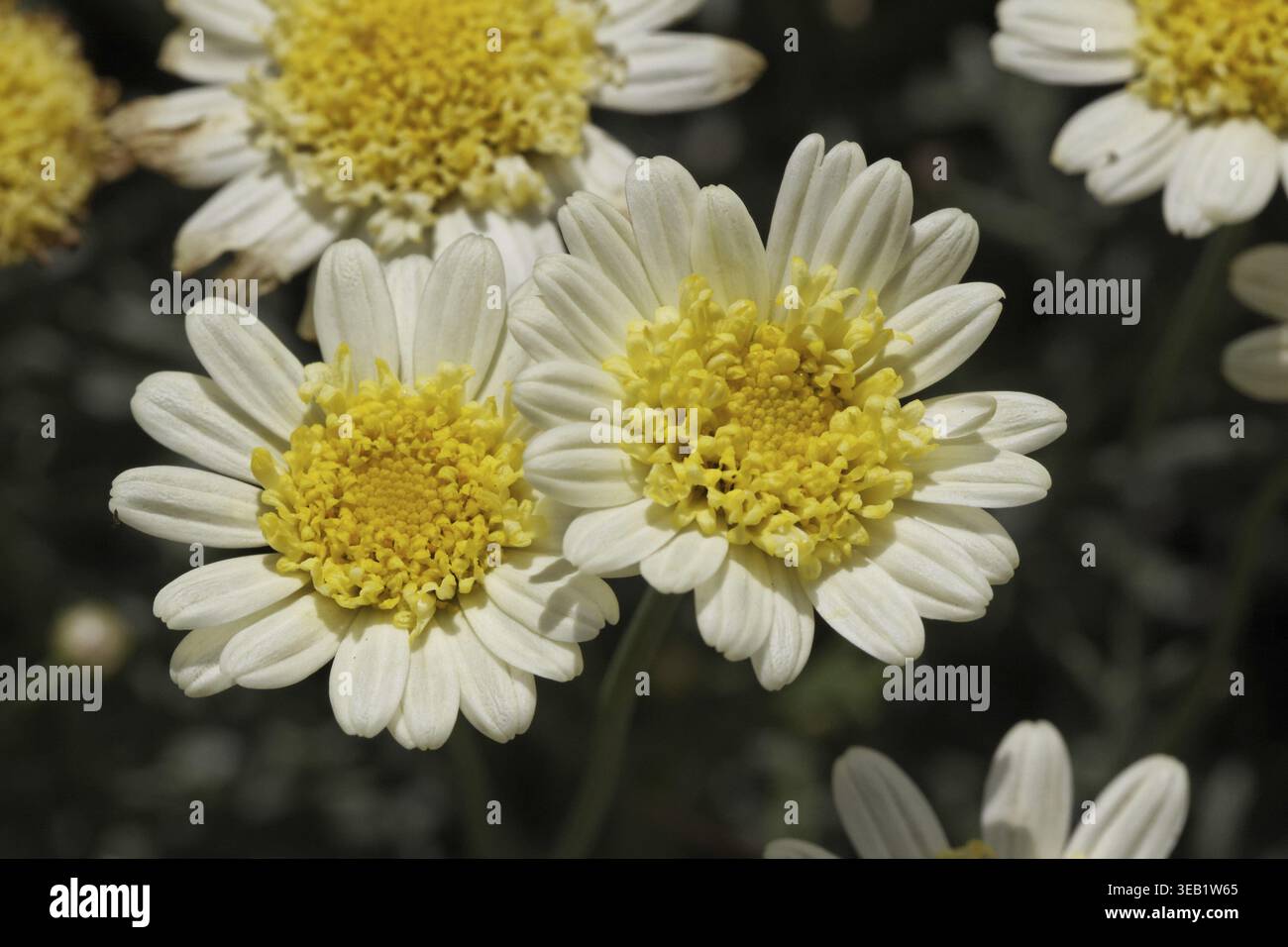 Argyranthemum frutescens "Sole mio", margherita di arbusti, margherite cespugliosa, sin. Chrysanthemum frutescens - Argyranthemum frutescens "Sole mio", Marguerite daisy, Foto Stock
