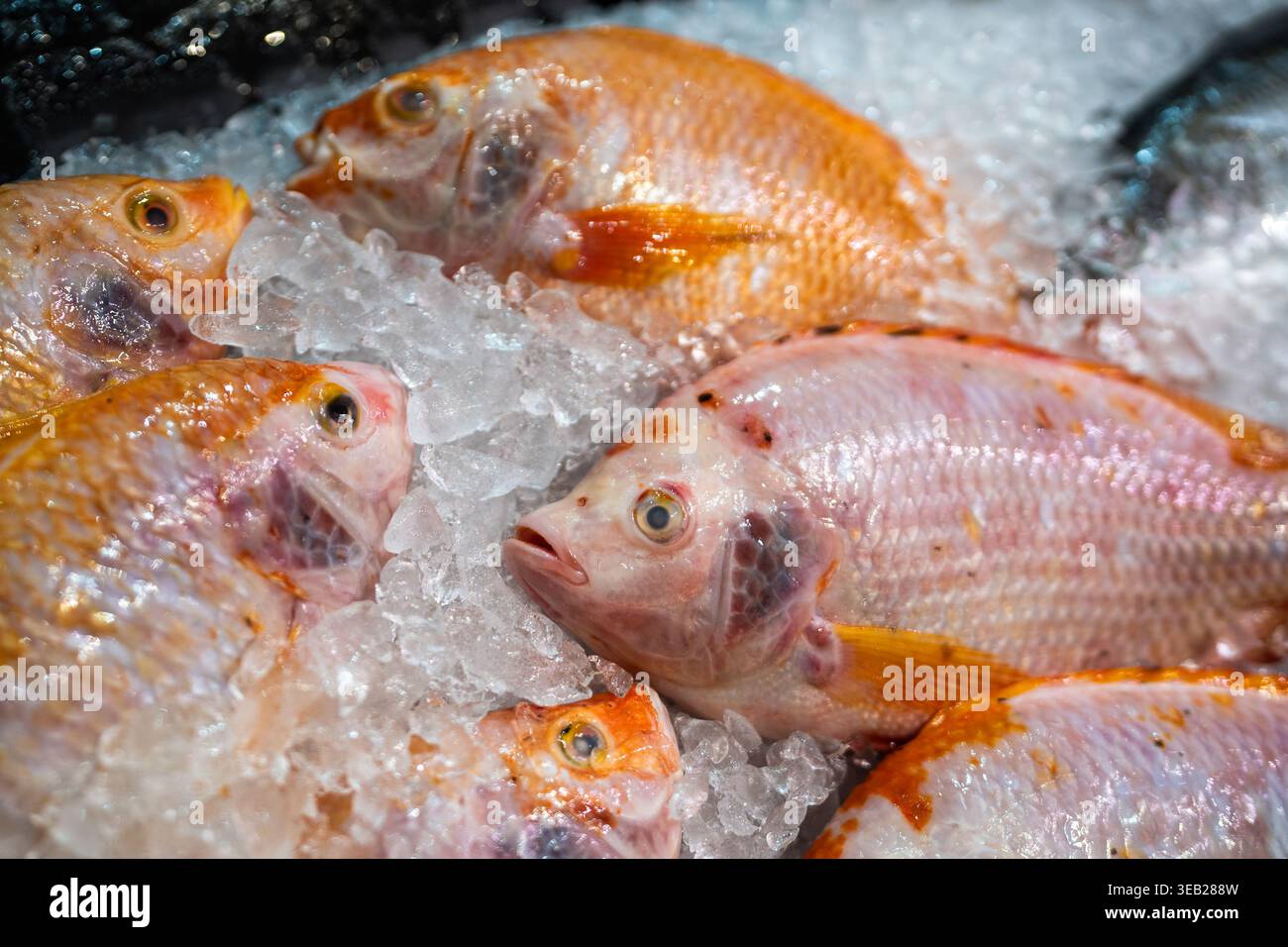 Branzino fresco ghiacciato in mostra sul ghiaccio coperto di neve al mercato del supermercato in Thailandia. Foto Stock