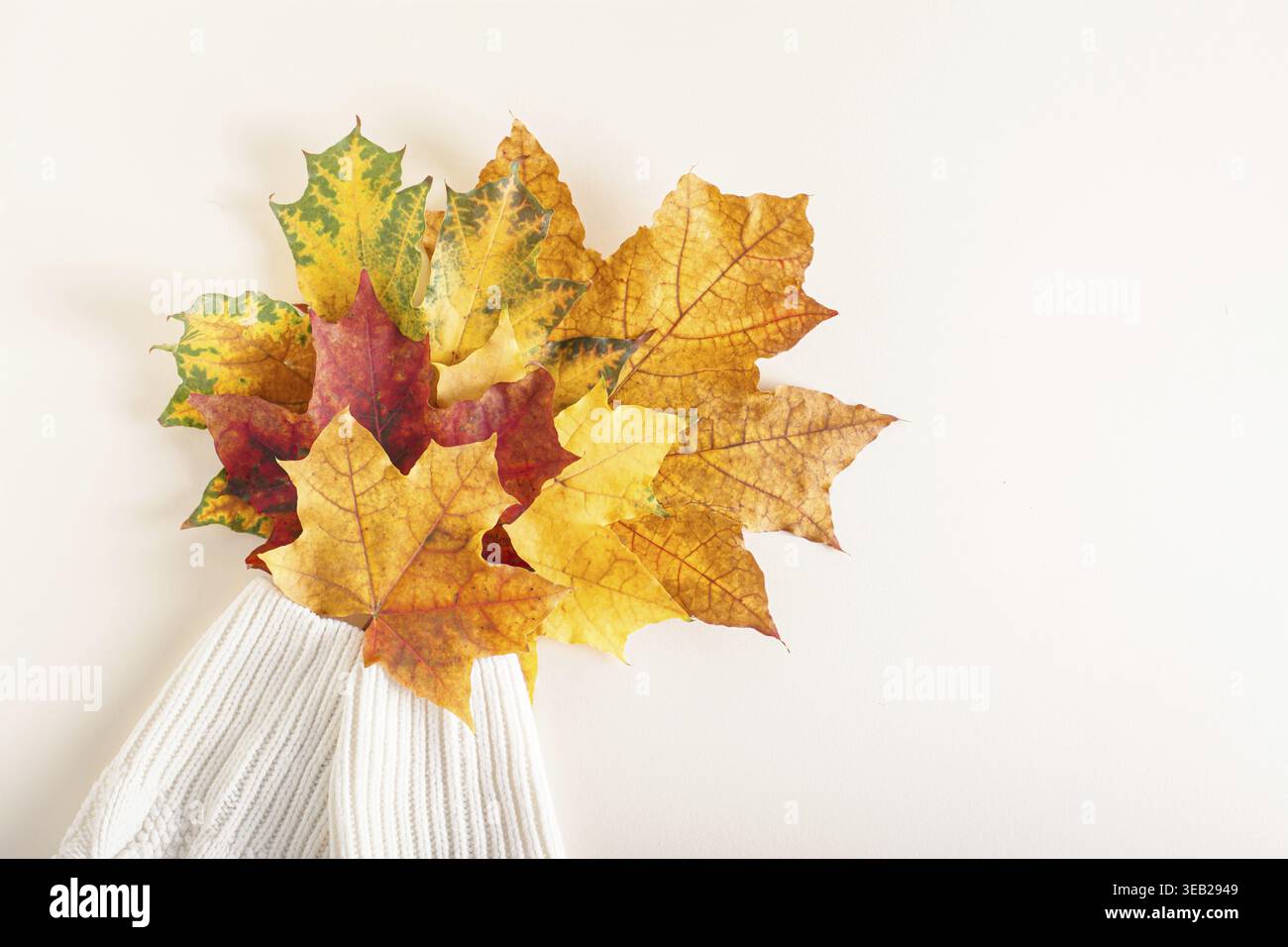 Un bouquet di foglie d'acero multicolore nelle maniche di un maglione bianco a maglia vista dall'alto Foto Stock