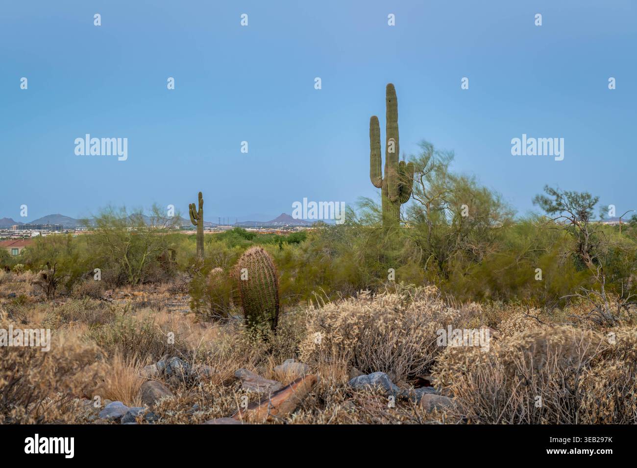 McDowell Sonoran Preserve, Arizona Foto Stock