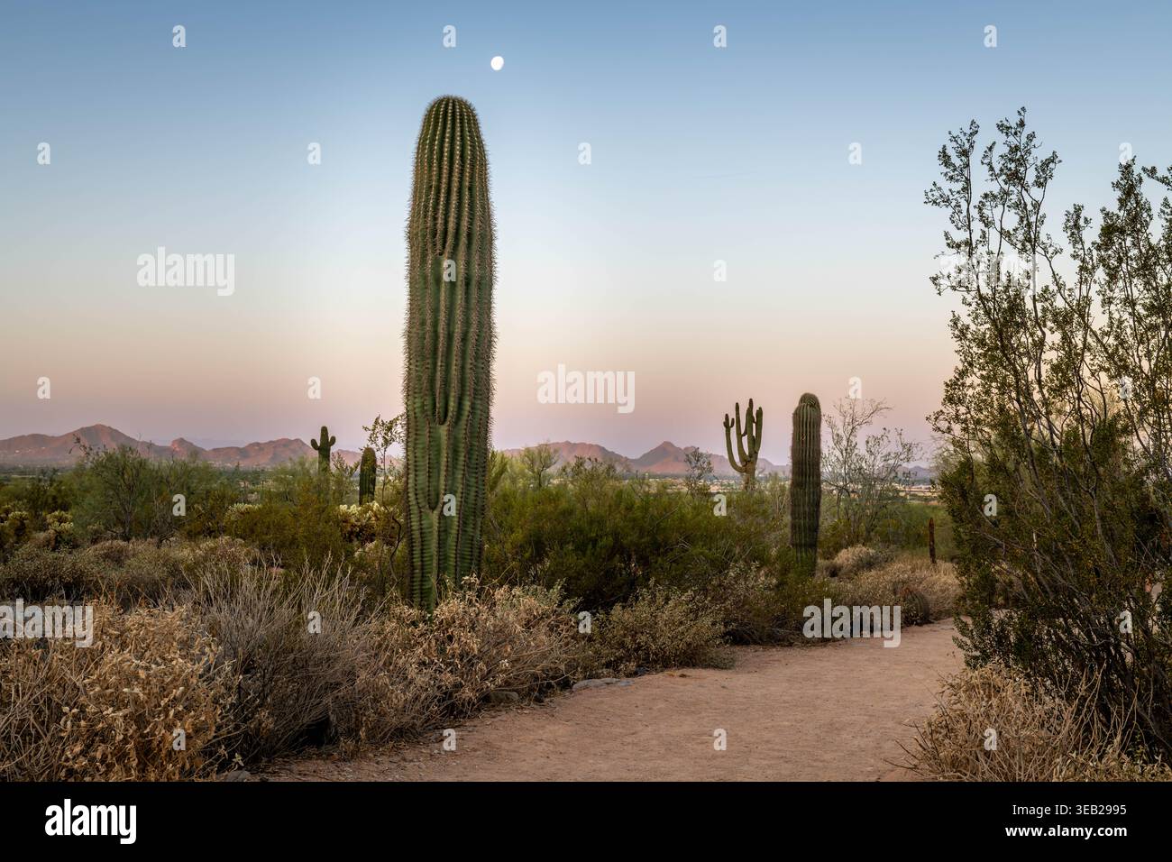 McDowell Sonoran Preserve, Arizona Foto Stock
