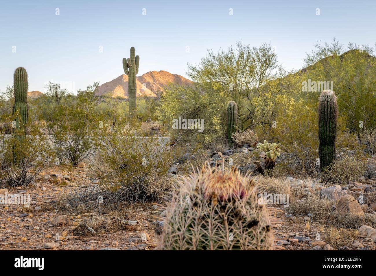 McDowell Sonoran Preserve, Arizona Foto Stock