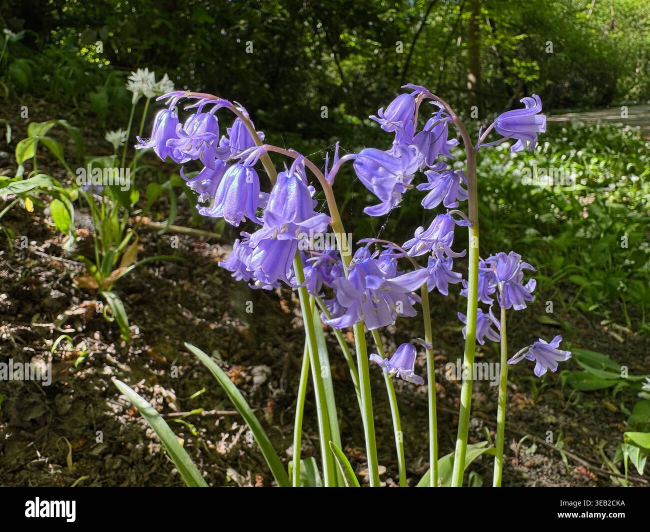 Specie ibrida di bluebell Hyacinthoides x massartiana - cresce sulla Dollis Valley Greenwalk a Londra - Immagine stock catturata con smartphone