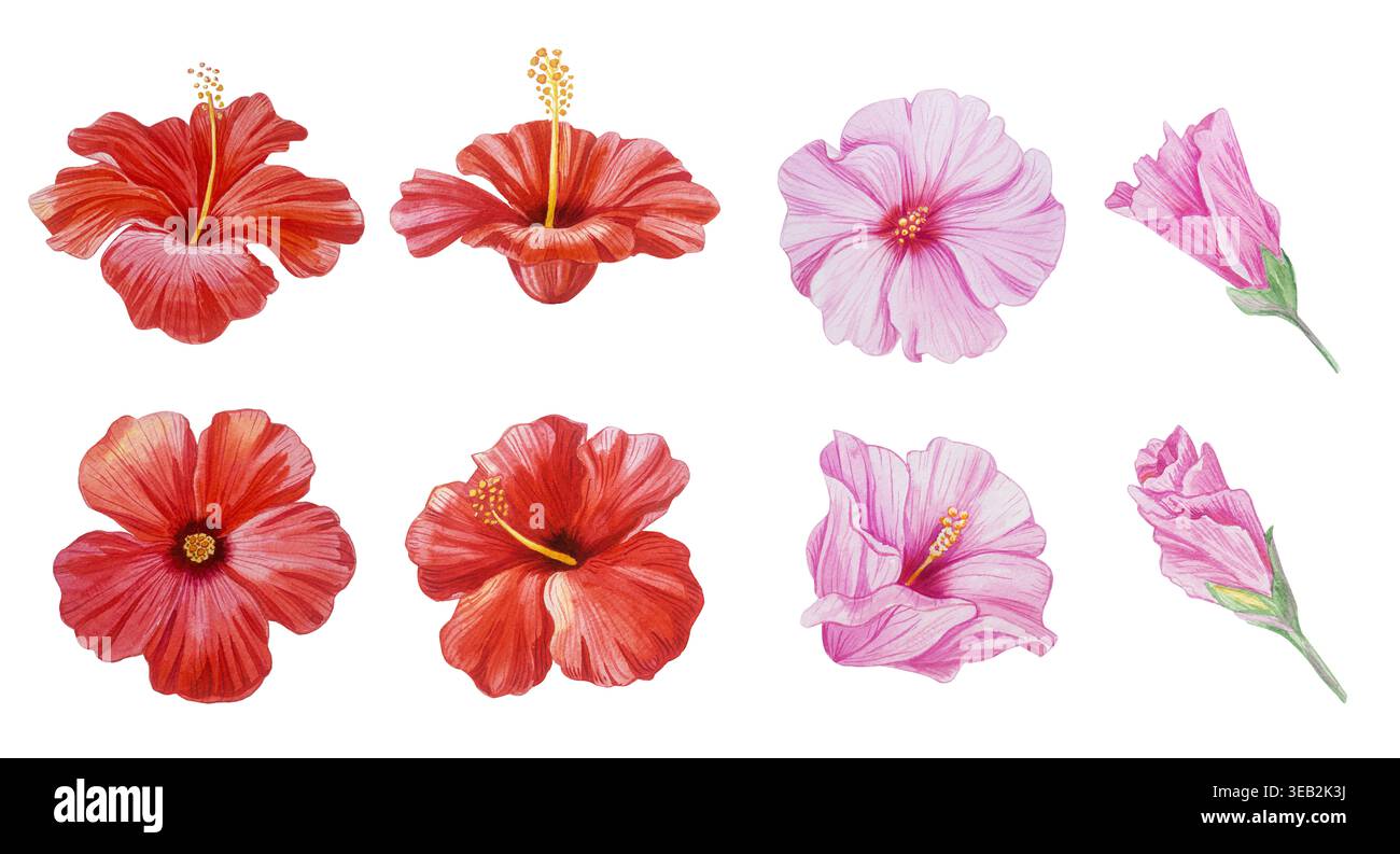 Set ibisco. Fiori tropicali rossi e rosa e gemme isolate sul bianco. Acquerello botanico dipinto a mano. Illustrazione dettagliata realistica. Foto Stock