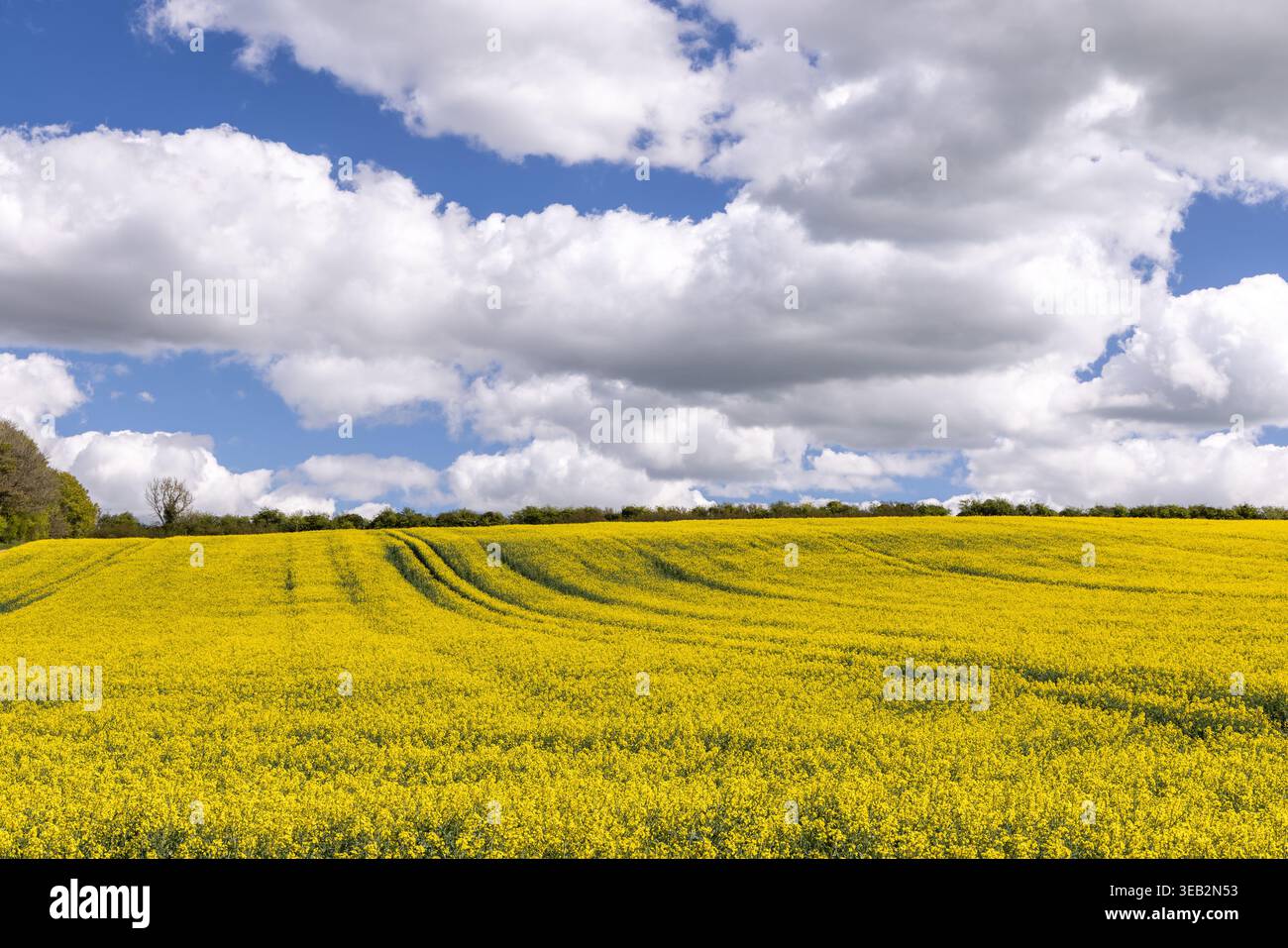Un campo agricolo di colza gialla (Brassica napus) che fiorisce sul Marlborough Downs, North Wessex Downs, Wiltshire, Inghilterra, Regno Unito Foto Stock