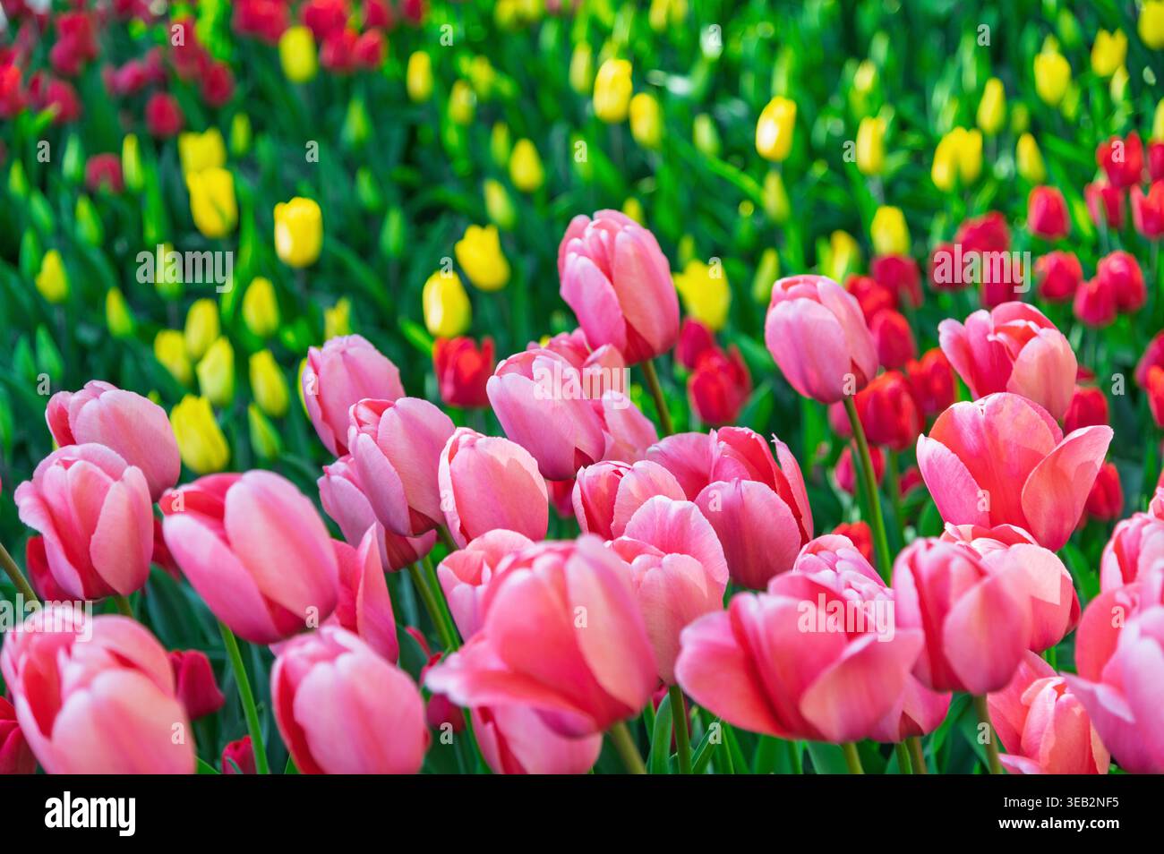 Fiori di tulipani rosa che ricoprono il letto del giardino con sfondo giallo. Foto Stock