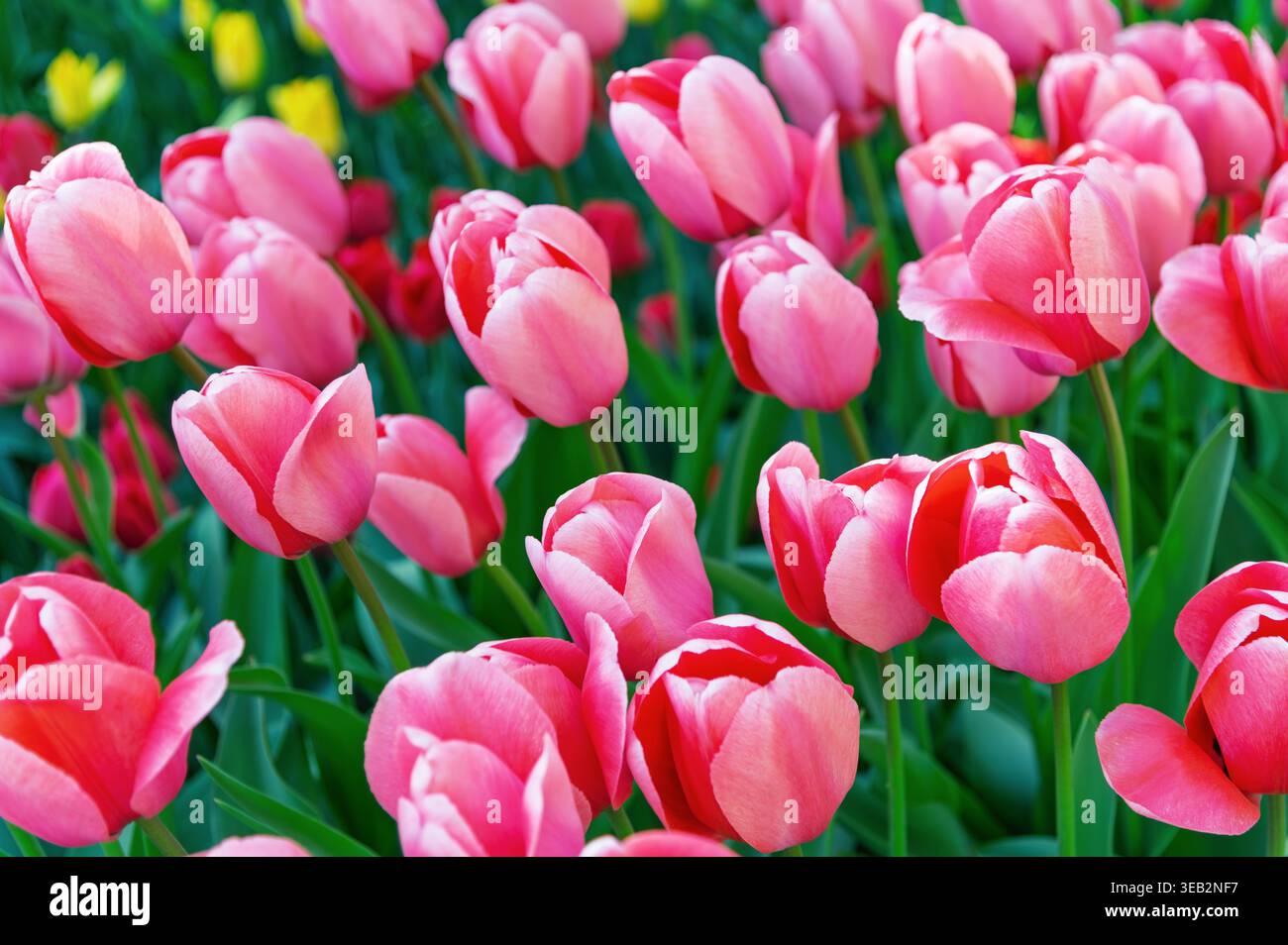 I fiori di tulipani rosa ravvicinati in piedi sul letto del giardino con il giallo. Foto Stock