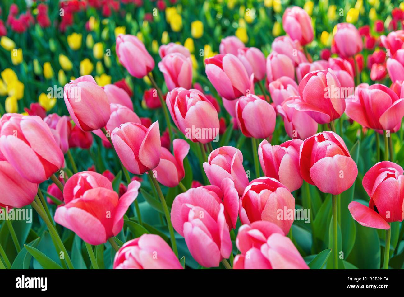 Il campo di tulipani rosa fiorisce con fiori gialli e rossi dietro. Foto Stock
