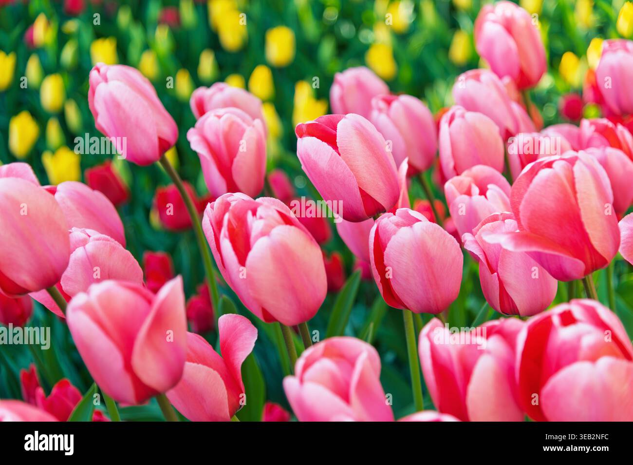 Un denso gruppo di tulipani rosa che fioriscono nel letto da giardino all'aperto. Foto Stock