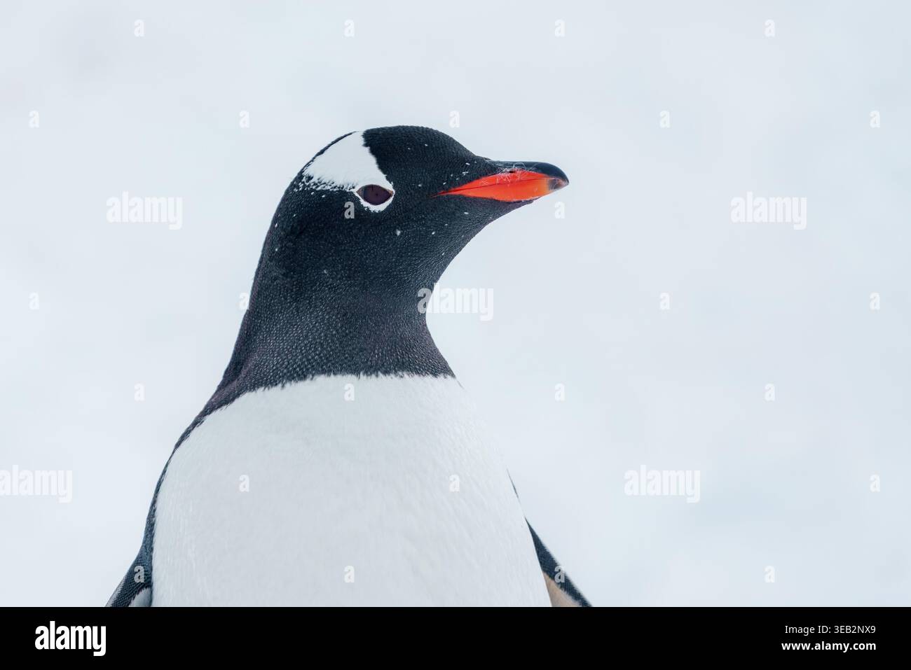 Vista del profilo di un pinguino Gentoo con la sua caratteristica toppa bianca sulla testa e il becco rosso-arancio su un morbido sfondo nevoso in Antartide. Foto Stock