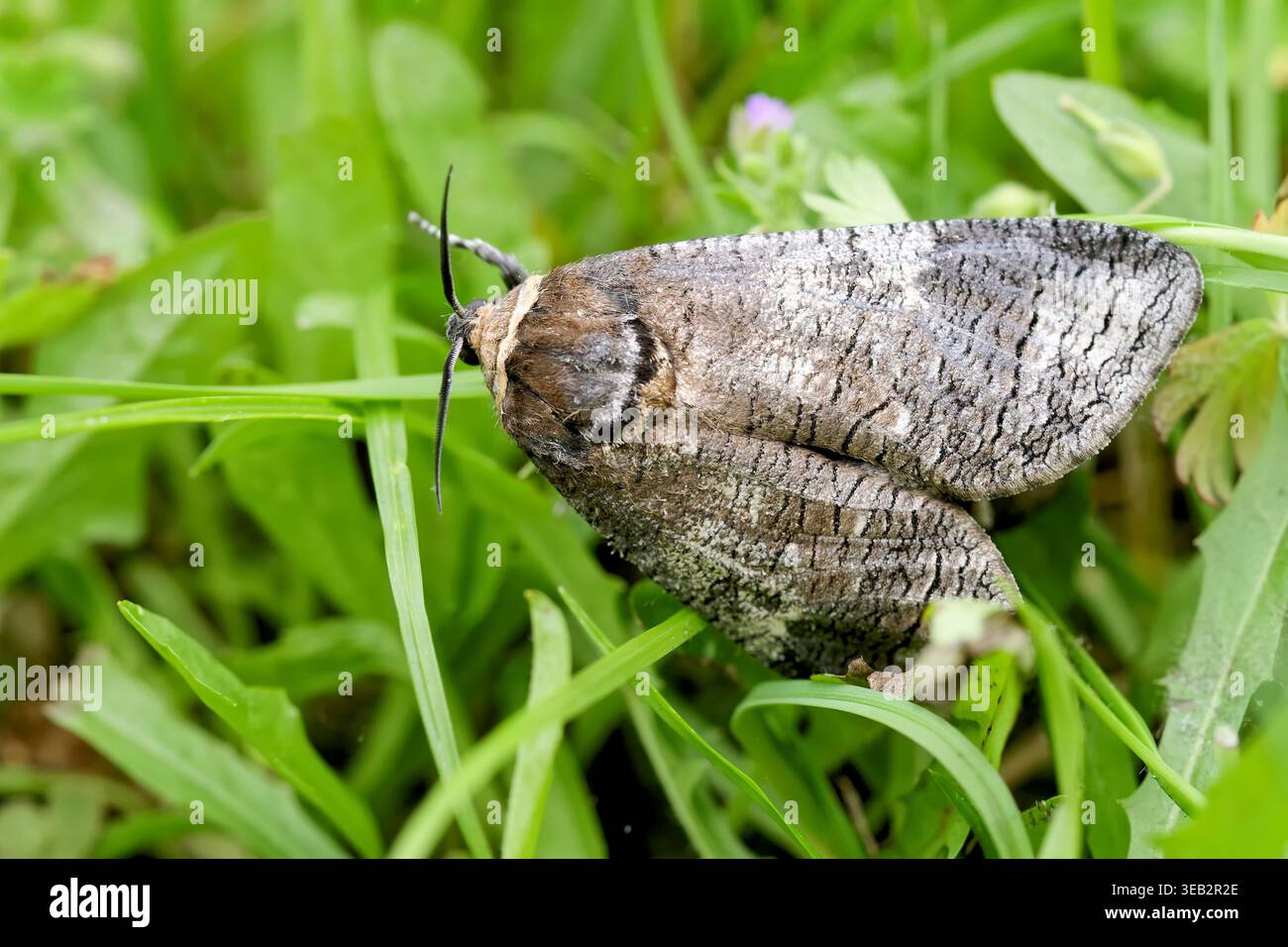 caterpillar, montanti di raccolta Foto Stock