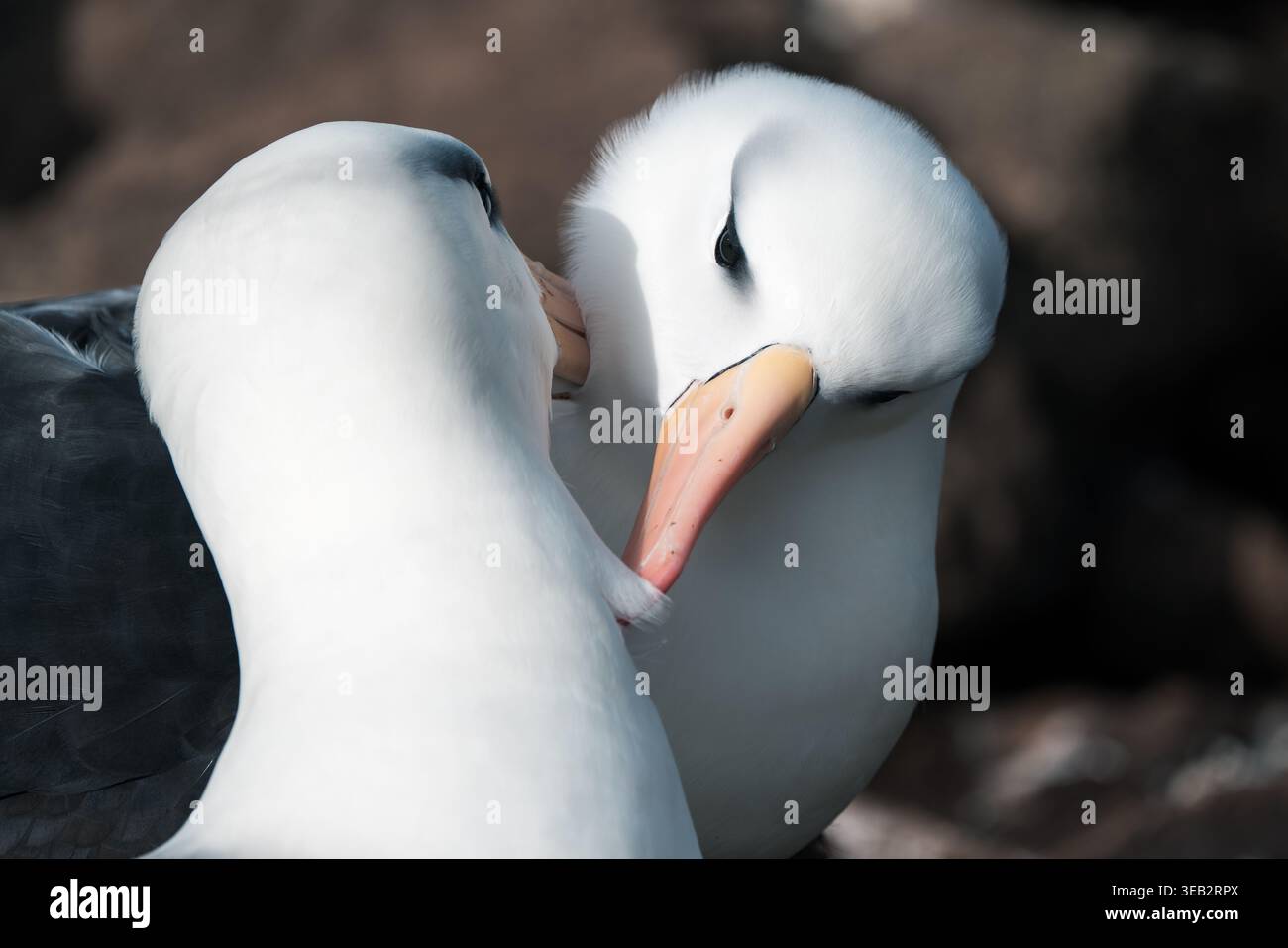 Vista di due albatri con sopracciglia nere che si preparano a vicenda con soffici piumaggi bianchi e becchi arancioni sull'isola di West Point, Isole Falkland. Foto Stock
