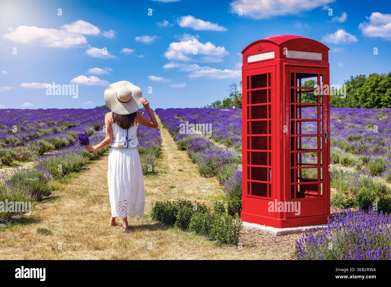 Una donna con un abito estivo bianco si trova in un campo di lavanda in piena fioritura accanto a una classica cabina telefonica britannica Foto Stock
