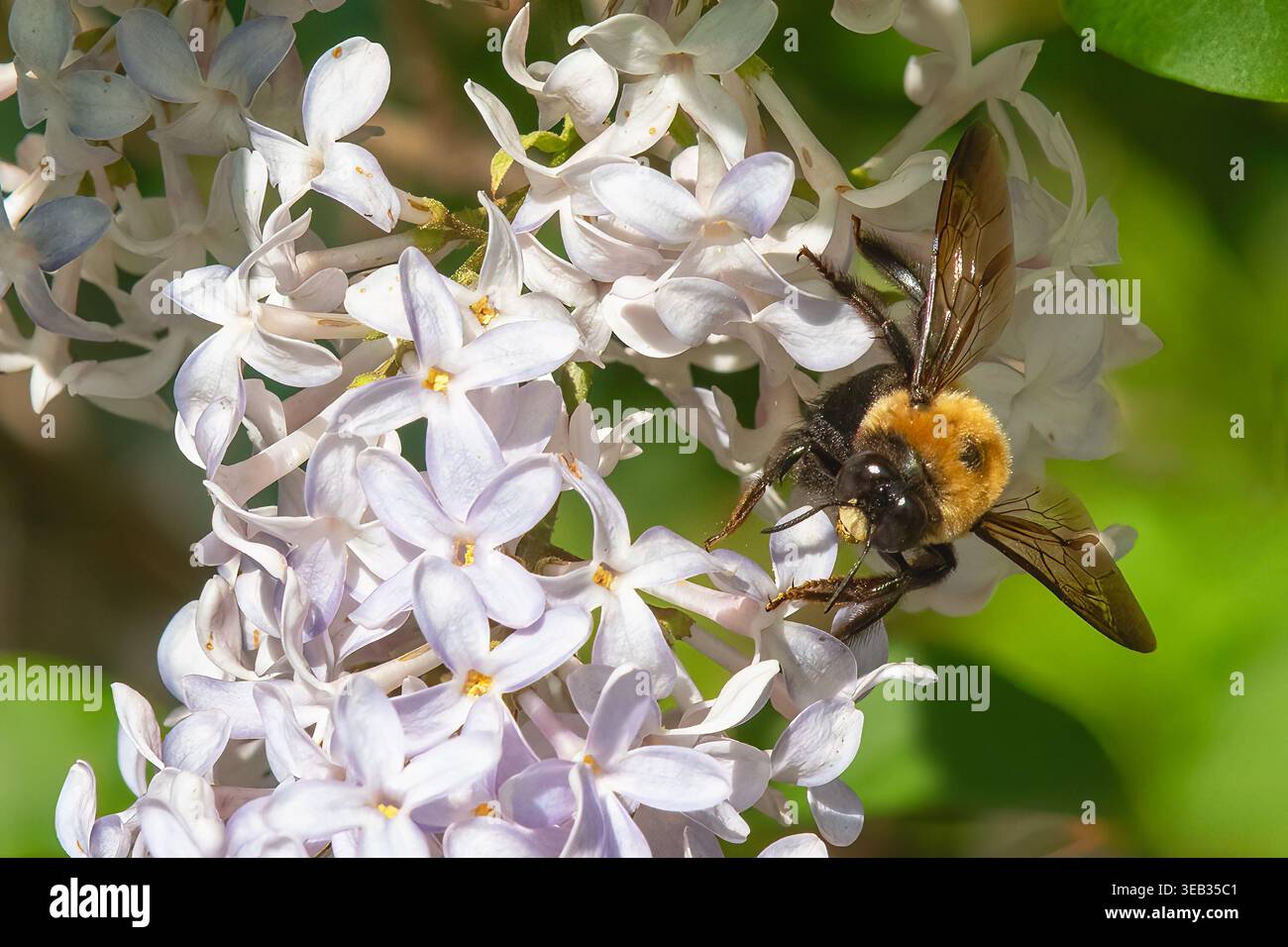 Carpenter Bee su lilla nel cortile posteriore Foto Stock