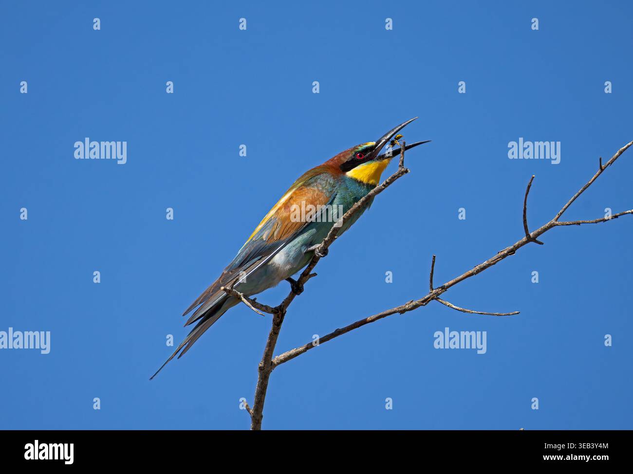 Il mangiapezzi europeo (Merops apiaster) appollaiato su un ramo che lancia una vespa in aria prima di inghiottirla, contro un cielo azzurro limpido in Italia Foto Stock