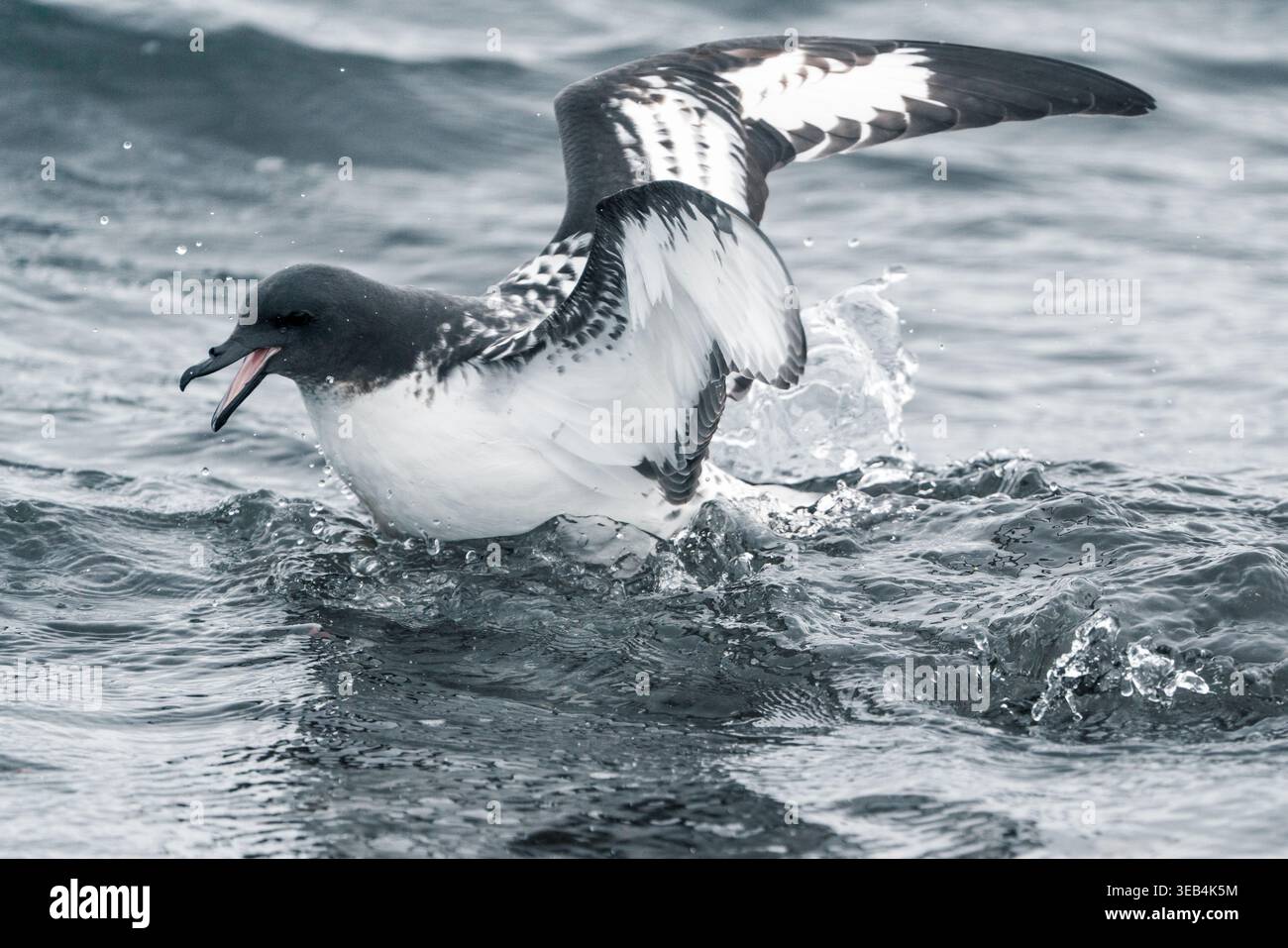 Vista di un uccello di Cape Petrel con ali spalmate e becco aperto che spruzza nelle fredde acque dell'oceano a Deception Island, in Antartide. Foto Stock