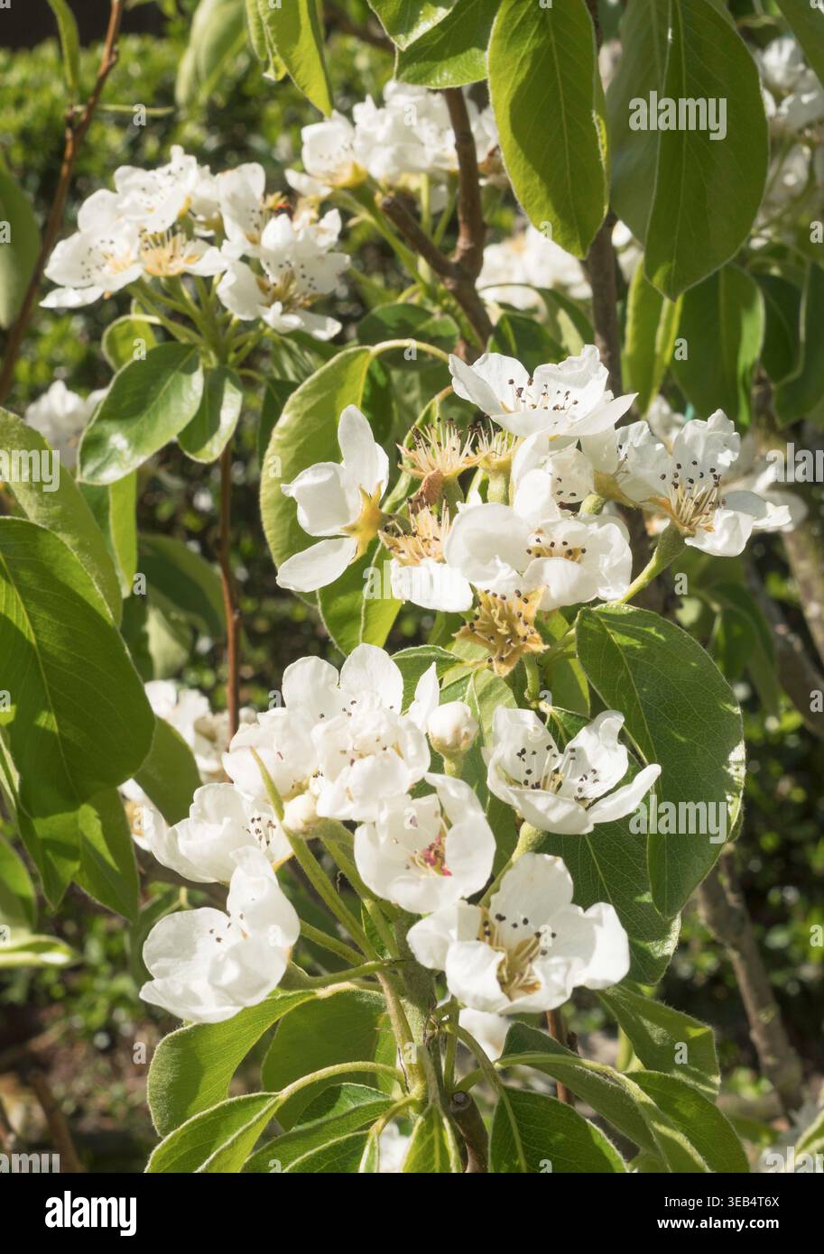 Pere Pyrus communis Concorde fiorito ad aprile Foto Stock