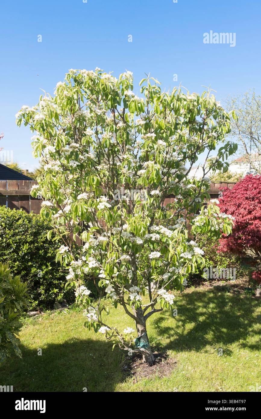 Pere Pyrus communis Concorde fiorito ad aprile contro un cielo blu Foto Stock