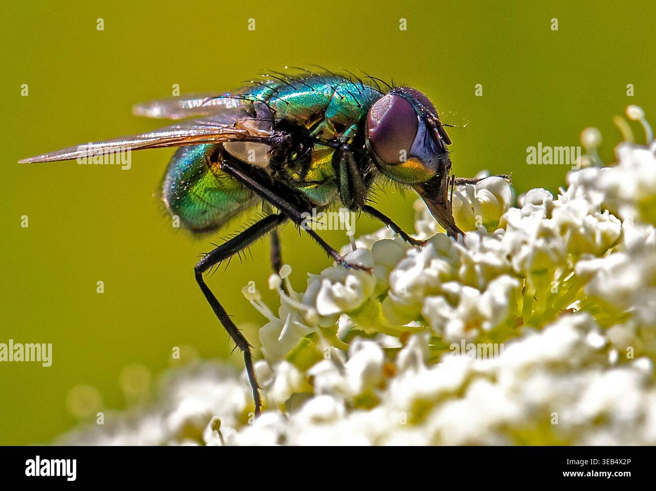 Il biberon verde metallizzato mosca (Lucilia sericata) si nutre di nettare di fiori bianchi, il suo corpo iridescente scintillante aiuta ad impollinare i fiori. Foto Stock