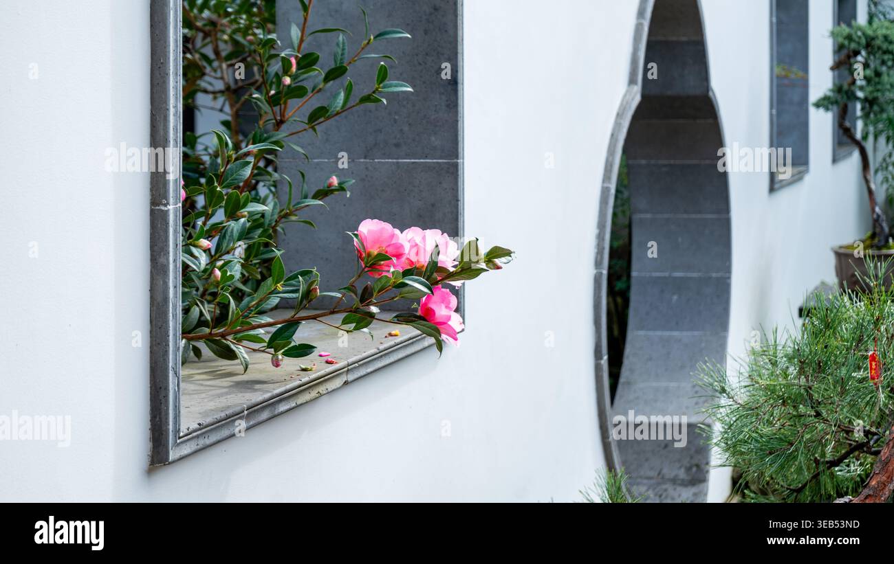 Vista dei fiori di camelia rosa che fioriscono attraverso una finestra del giardino cinese LAN su con un cancello lunare e pareti bianche a Portland, Oregon, United Stat Foto Stock
