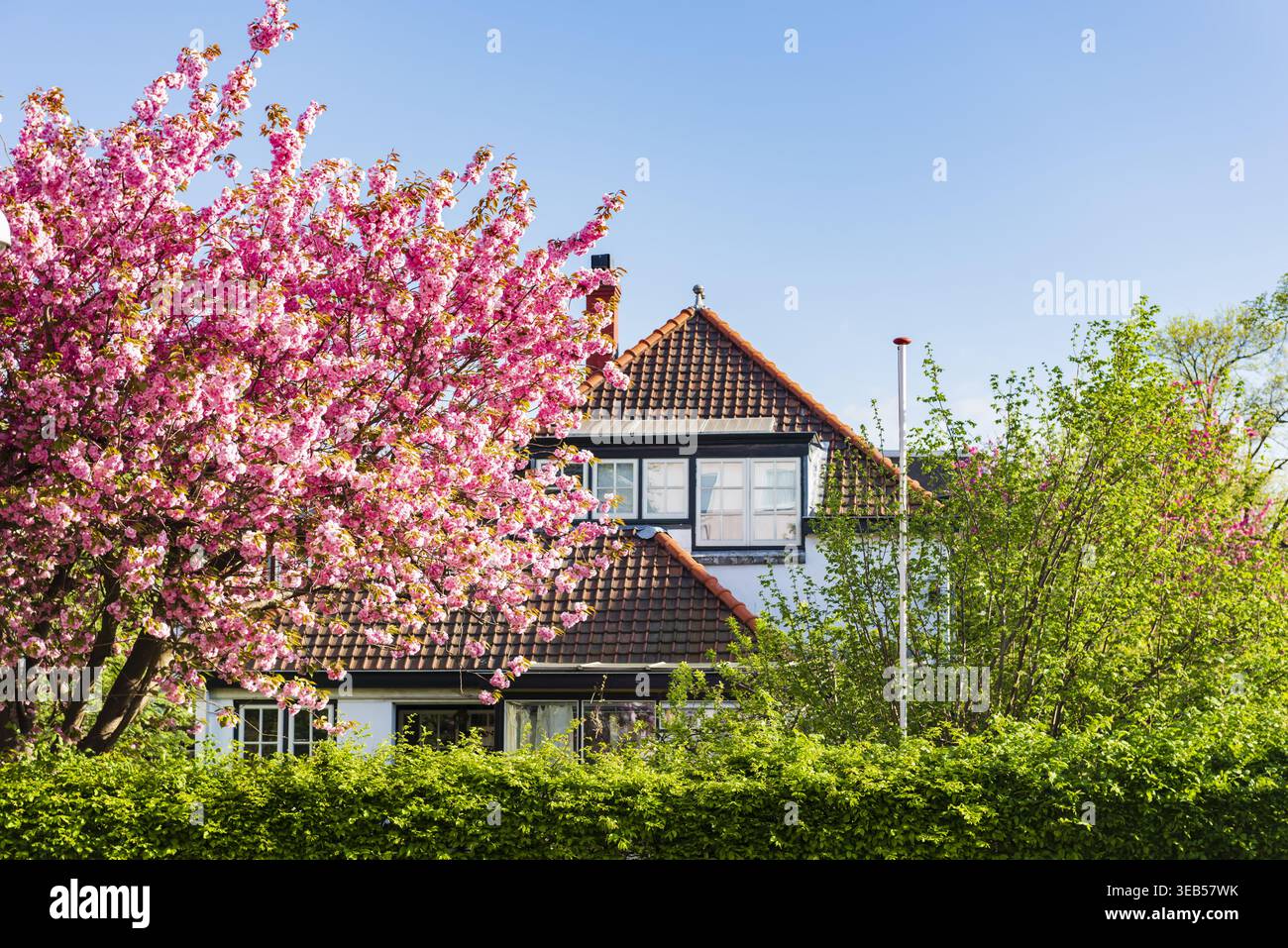 Vista di una casa tradizionale con un tetto piastrellato e pareti bianche parzialmente nascoste dietro un albero in fiore di ciliegio rosa e siepi verdi sotto un cle Foto Stock