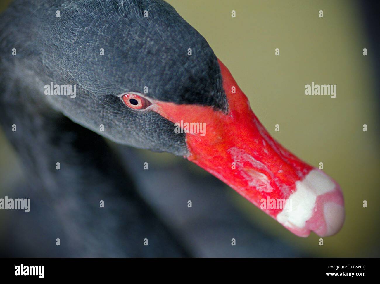 Primo piano della testa del cigno nero con becco e occhio rosso Foto Stock
