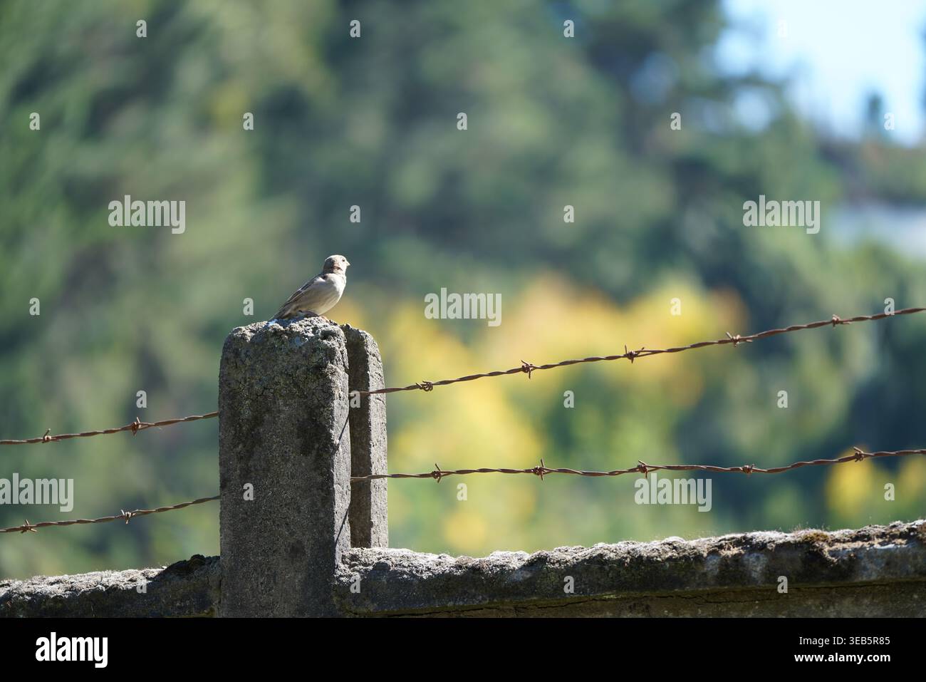 gorrión sobre la pandéreta de un cerco de concreto Foto Stock