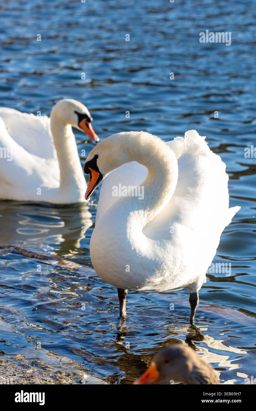 Primo piano di due cigni muti su un lago d'acqua dolce Foto Stock