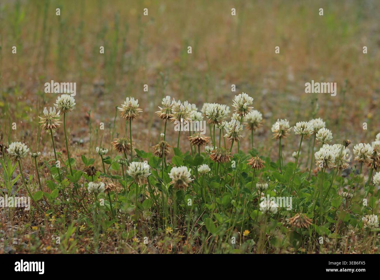 Una toppa naturalizzata di Dutch Clover Foto Stock