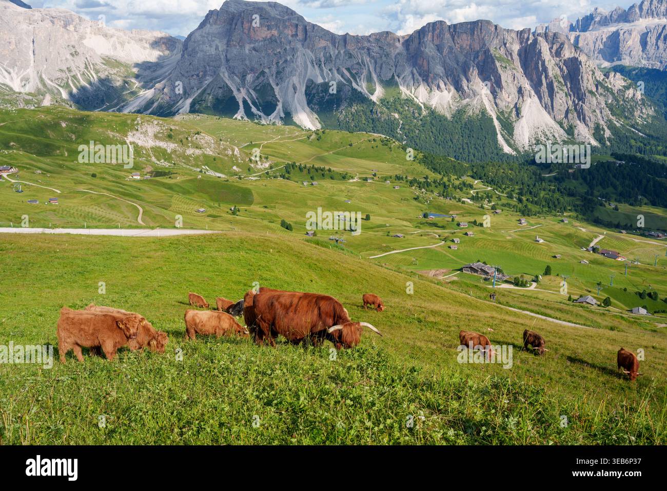 Vista del pascolo del bestiame dell'altopiano su un rigoglioso prato alpino con le cime frastagliate delle Dolomiti sotto un cielo luminoso Trentino-alto Adige, Italia. Foto Stock
