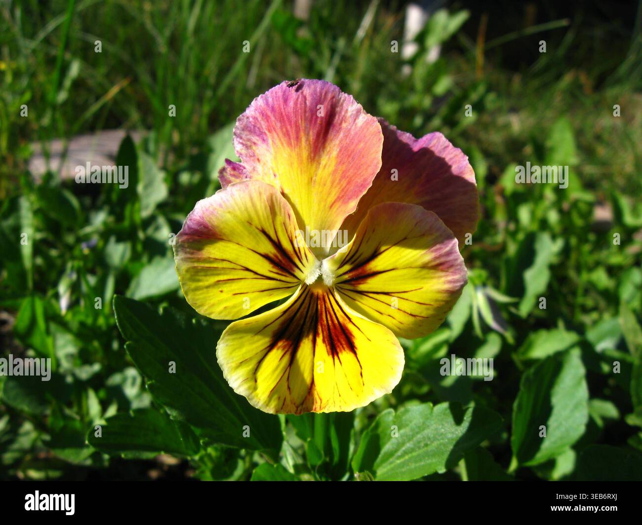 Stripey Sunset Colored Pansy Face Foto Stock
