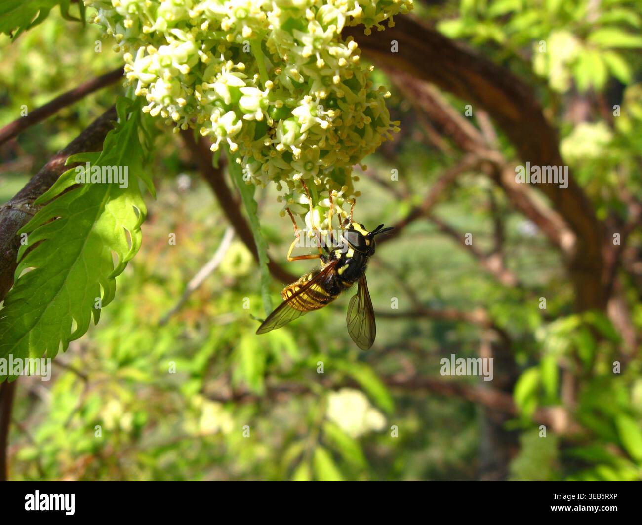 Una Wasp mimica, la Eastern Hornet Fly Foto Stock