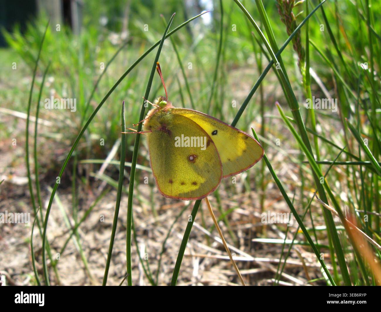 Farfalla di zolfo arancione arroccata sull'erba Foto Stock