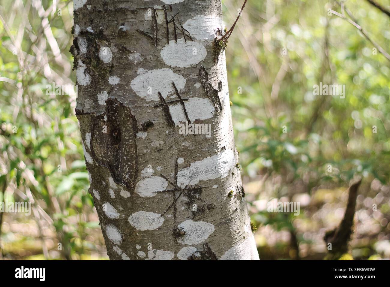 Iniziali scolpite nella corteccia di un albero di ontano Foto Stock
