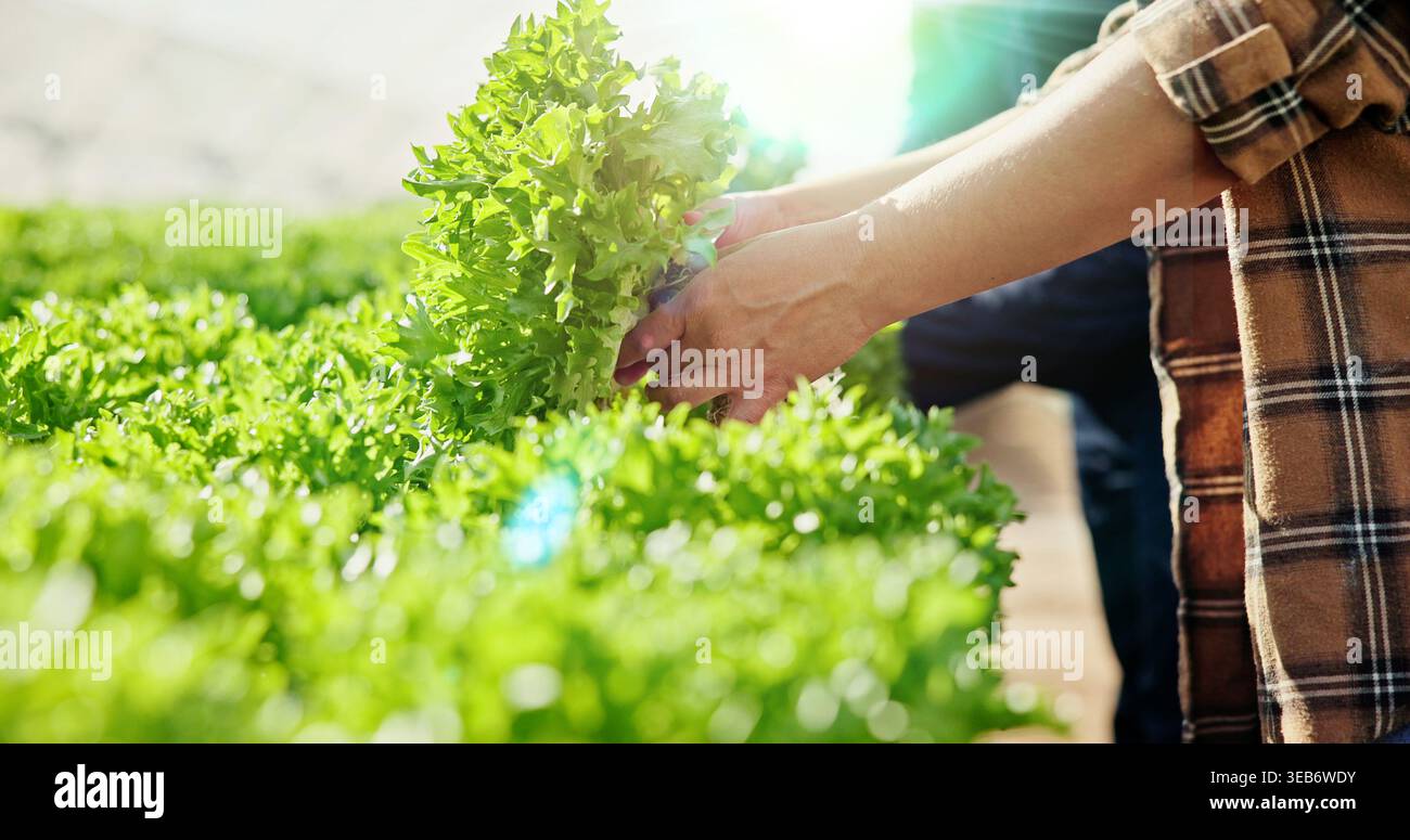 Agricoltura, foglie o mani in serra con controllo, ispezione o controllo delle scorte in attività sostenibili. Lavoro di squadra, agricoltura o persone con piante Foto Stock