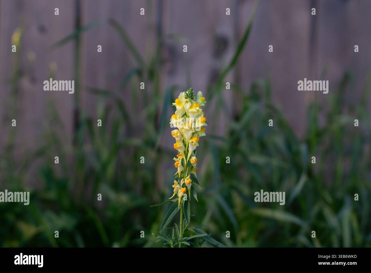 Toadflax comune fuori Da Una recinzione di cortile Foto Stock