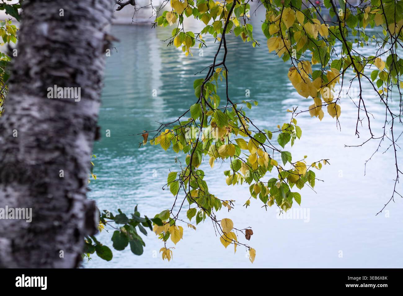 Birch Tree e rami frondosi sul fiume colorato Foto Stock
