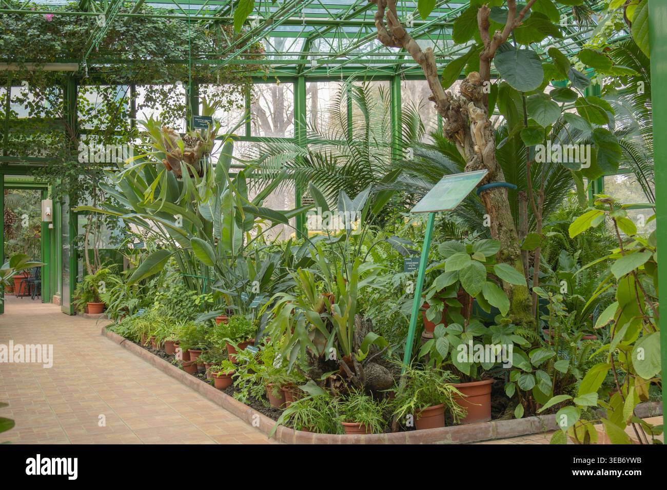 Lussureggiante serra botanica interna caratterizzata da un grande Ficus lyrata Fiddle Leaf Fig e vari sottobosco tropicale Foto Stock