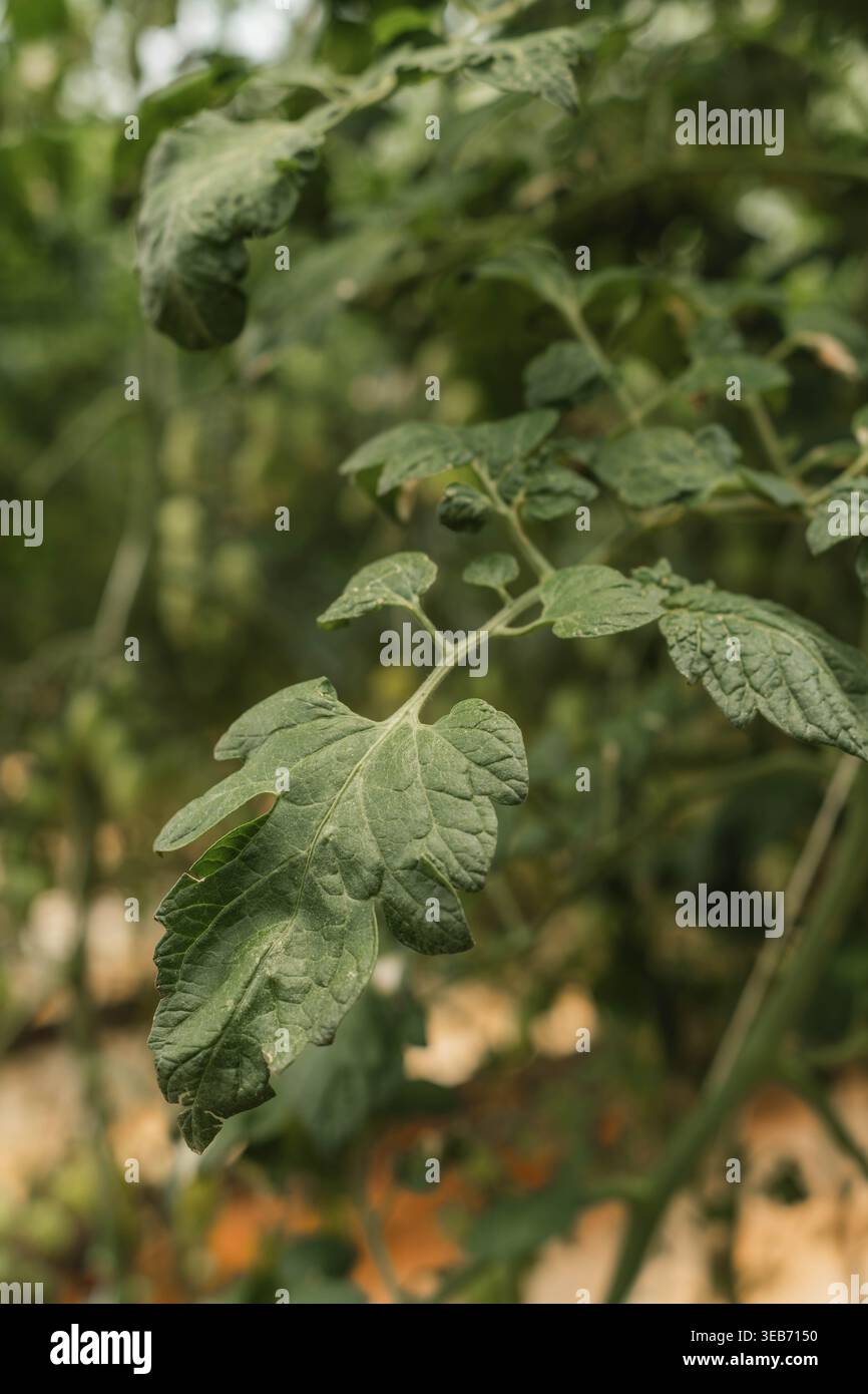 Primo piano della foglia di pomodoro verde scuro Foto Stock