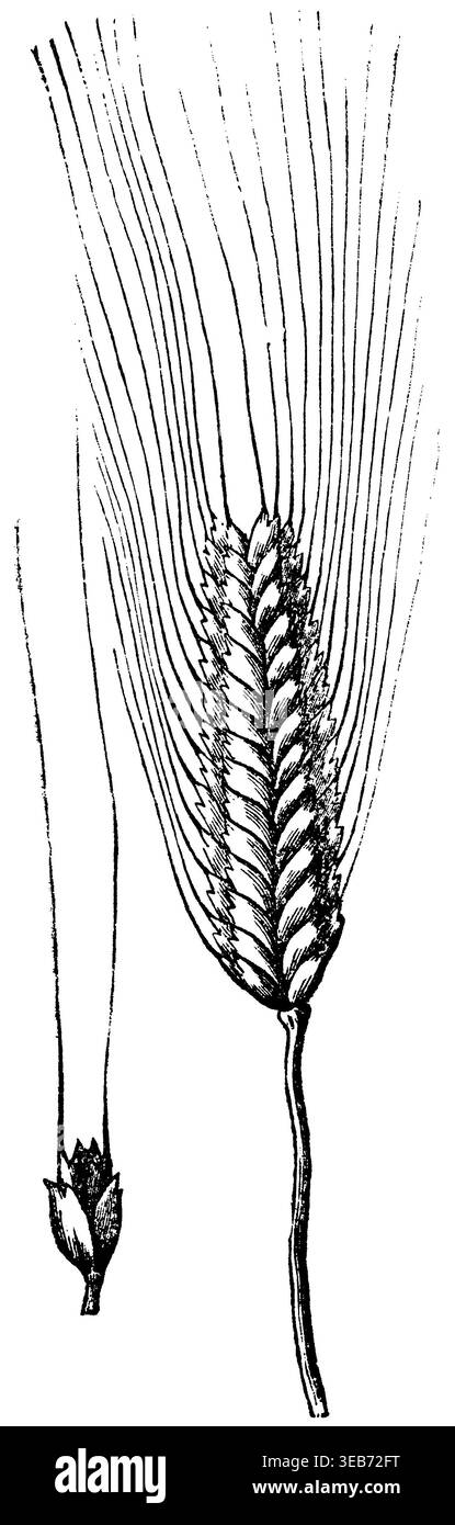 Emmer, Triticum dicoccon, anonym (libro agricolo, 1874), Emmer, amidonnier Foto Stock